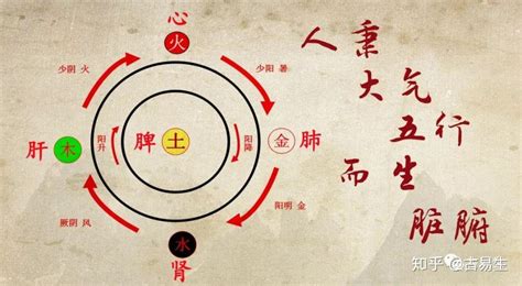 左血右氣|人体左属阳，右属阴为什么是左主血，右主气呢？ 